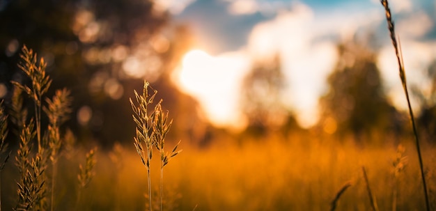 Résumé soft focus coucher de soleil champ paysage fleurs jaunes et herbe pré chaud heure d'or coucher de soleil
