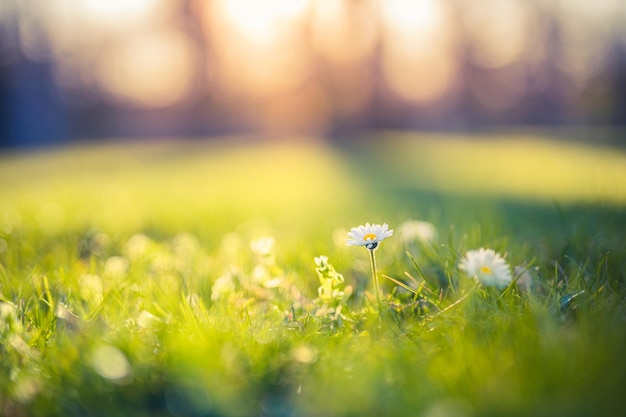 Résumé soft focus coucher de soleil champ paysage de marguerite blanche fleurs herbe pré chaud heure d'or