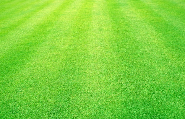 Résumé de la surface de l&#39;herbe de gazon fond herbe verte