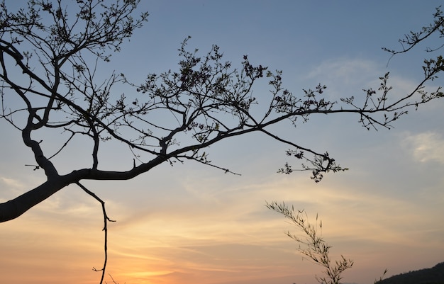 retour arbre et paysage de montagne au coucher du soleil