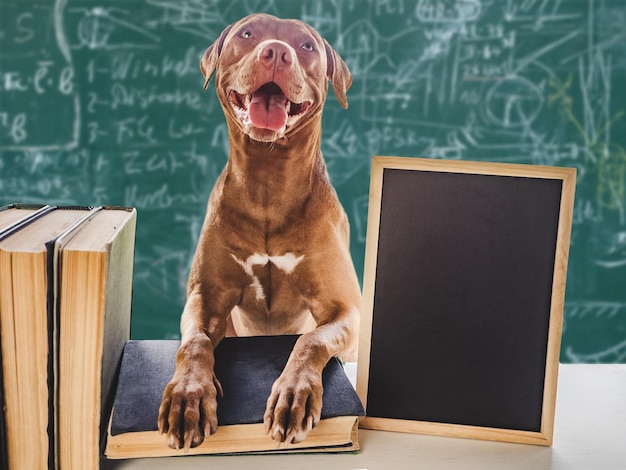 Retour à l'école Adorable adorable chiot et livres vintage