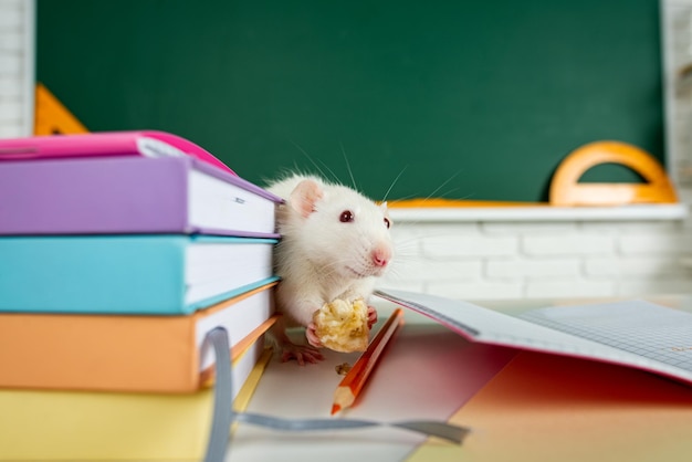 Photo retour à l'école education science concept avec rat