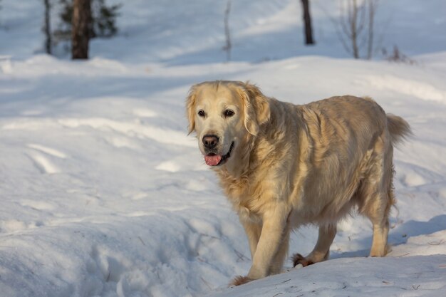 Retriever dans la forêt d'hiver