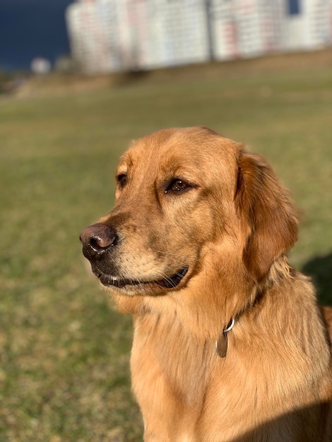 Le retriever est assis au stade d'automne avant un orage dans les derniers rayons du soleil