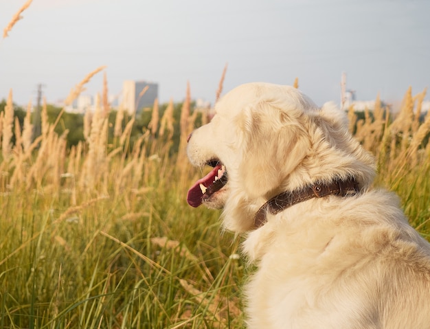 Retriever mignon sur le fond de la nature