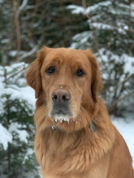 Retriever regarde attentivement la caméra sur fond d'arbres enneigés