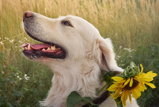 Retriever sur la route.