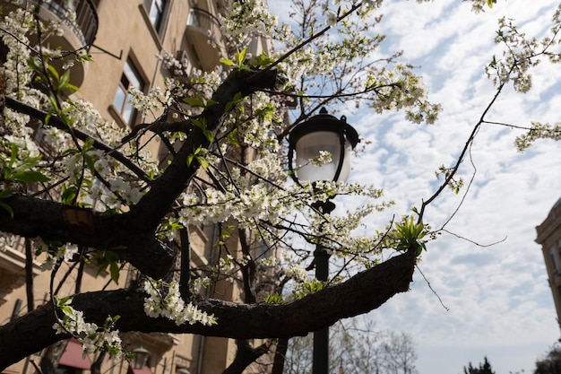 Un réverbère avec un arbre au premier plan et un bâtiment en arrière-plan.