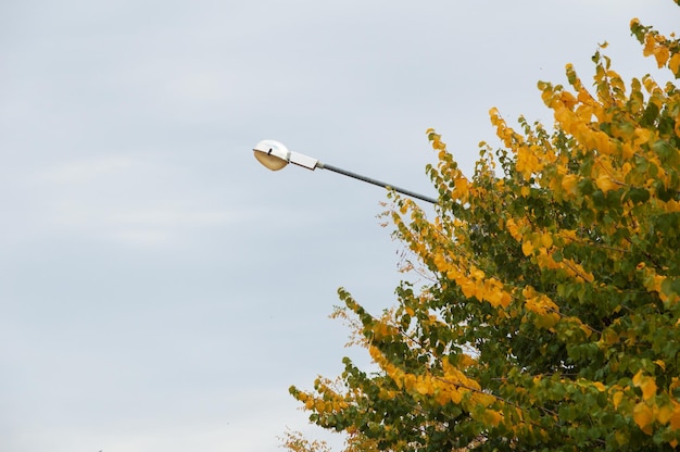 Un réverbère est au-dessus d'un arbre aux feuilles jaunes