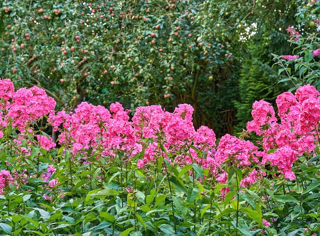 Rêves de jardin Une série de belles photos de jardin