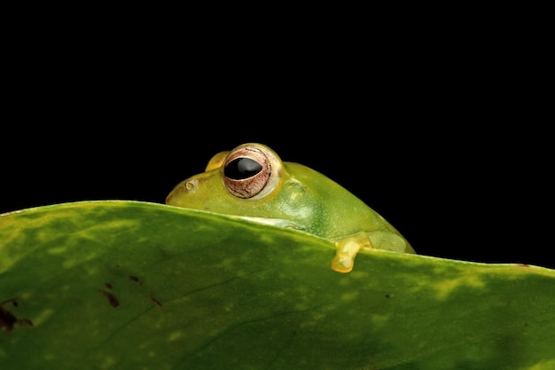 Rhacophorus dulitensis gros plan sur les feuilles vertes rainette Jade gros plan sur les feuilles vertes rainette indonésienne