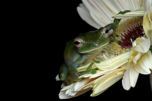 Rhacophorus dulitensis gros plan sur fleur