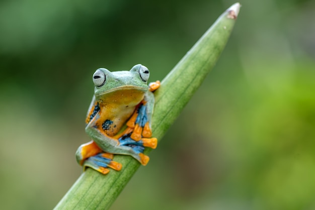 Rhacophorus reinwardtii. Il est connu sous les noms communs de rainette à palmettes noires