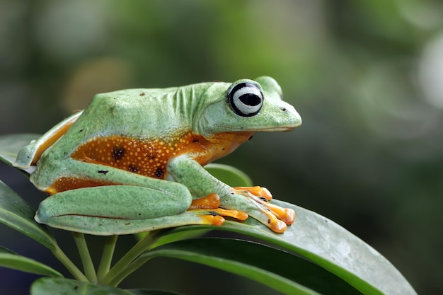 Rhacophorus reinwartii sur feuilles vertes