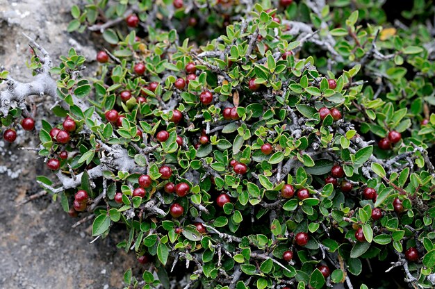 Rhamnus pumila - espèce de plantes de la famille des Rhamnacées, appartenant aux phanérogames.