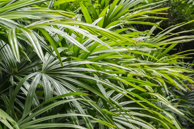 Rhapis excelsa bush