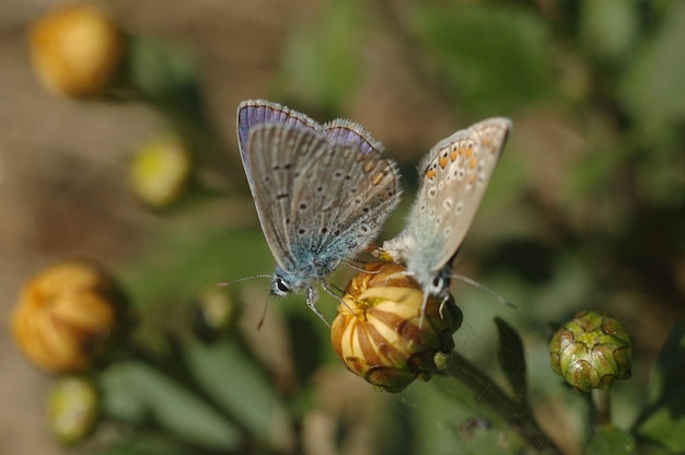 Photo rhapsodie automnale, dans un paradis fleuri.