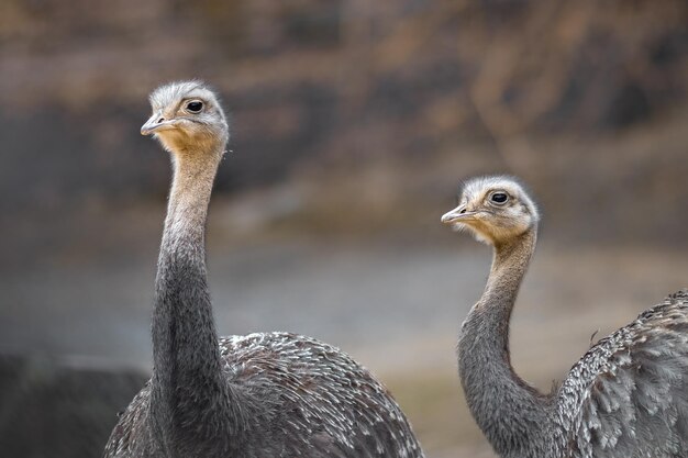 Le rhea de Darwins