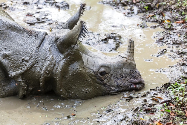 Rhino mange l'herbe à l'état sauvage, parc national de Chitwan, Népal