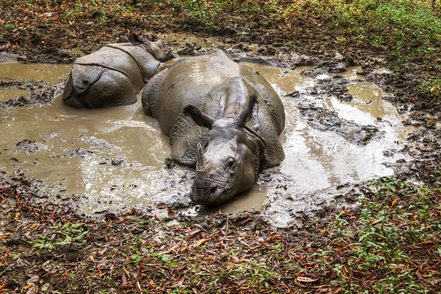 Rhino mange l'herbe à l'état sauvage, parc national de Chitwan, Népal