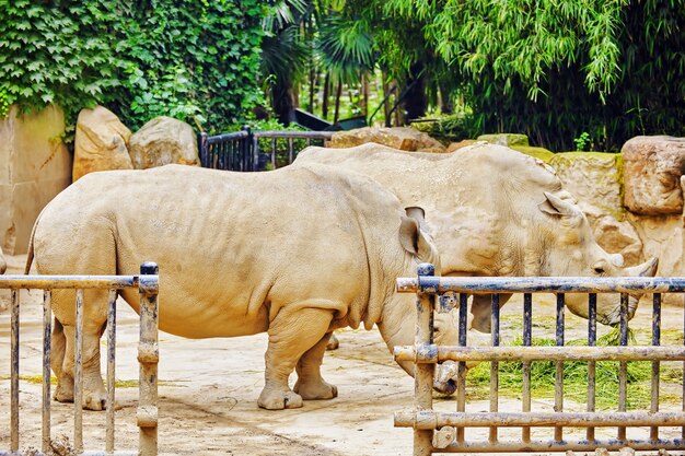 Rhino / rhinocéros paissant sur la nature en journée d'été.