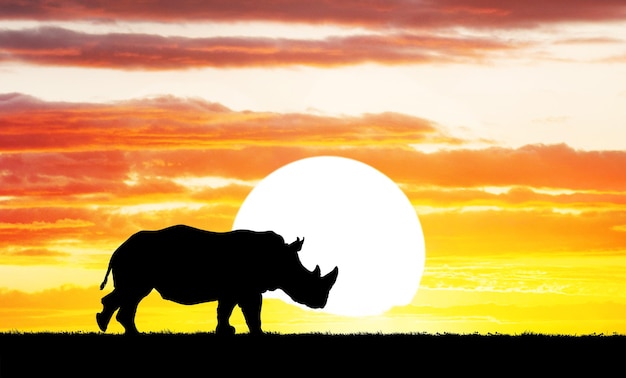 rhinocéros au coucher du soleil