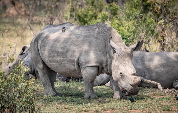 Photo rhinocéros blanc ceratotherium simum