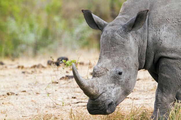 Un rhinocéros blanc sur un champ