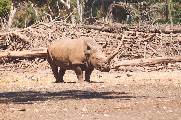 Rhinocéros blanc dans son habitat naturel