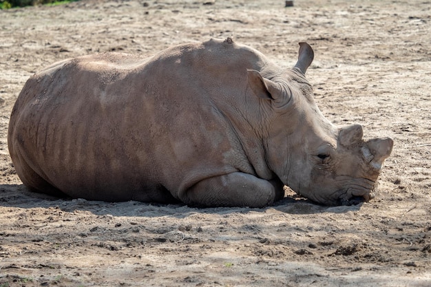 Rhinocéros blanc du sud couché dans le sable Ceratotherium simum simum