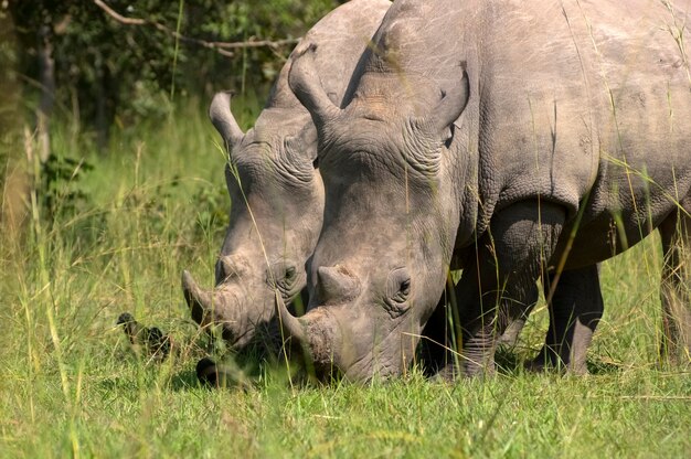 Rhinocéros blanc. Sanctuaire des rhinocéros de Ziwa. Ouganda. Afrique