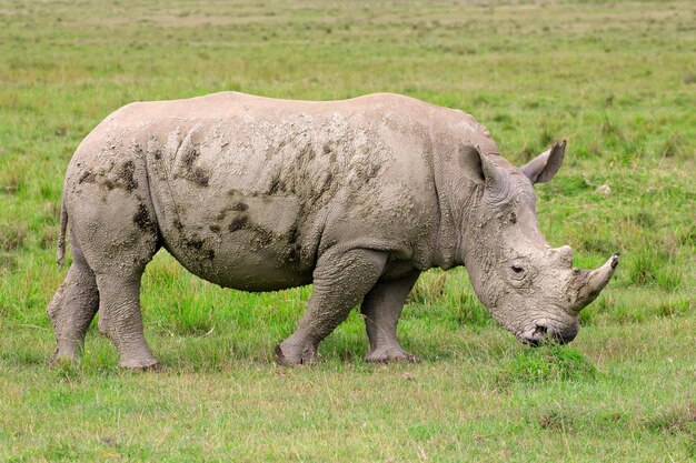 Photo le rhinocéros blanc