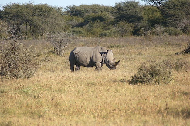 Le rhinocéros blanc