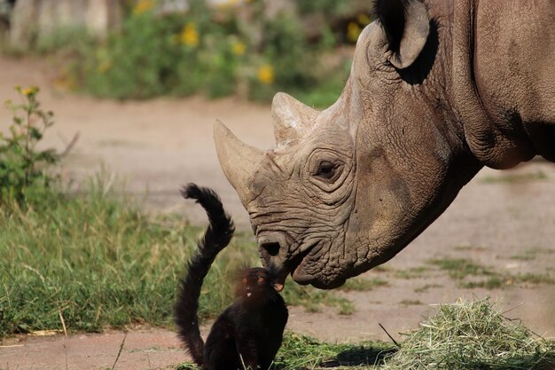 Rhinocéros drôles au zoo