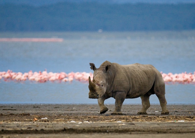 Le rhinocéros est debout dans le fond du lac avec des flamants roses.