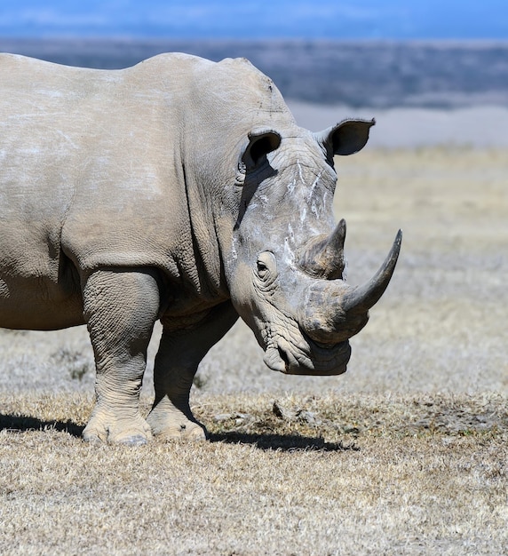 Rhinocéros femelle avec ourson dans le parc Solio