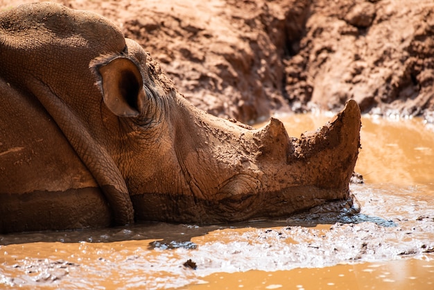 Le rhinocéros gros plan dans la boue