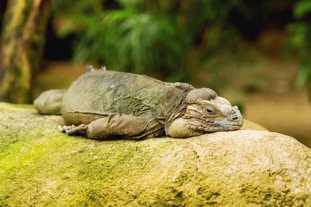 Photo le rhinocéros iguane (cyclura cornuta) dormant sur un rocher.