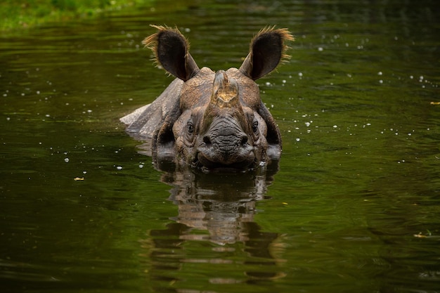 Rhinocéros indien dans la belle nature regardant l'habitat Un rhinocéros à cornes Espèce en voie de disparition Le plus grand type de rhinocéros sur la terre