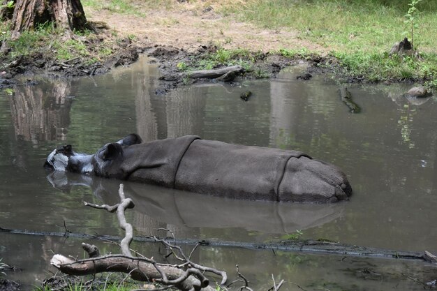 Rhinocéros indien dans une grande flaque de boue se rafraîchir