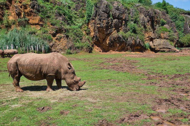 rhinocéros en liberté