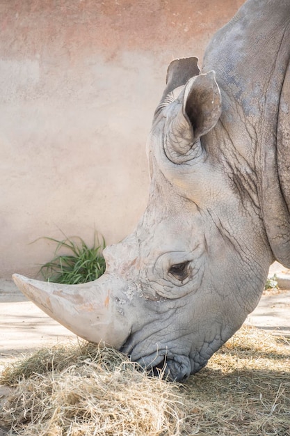 Rhinocéros mangeant de l'herbe Ceratotherium Simun