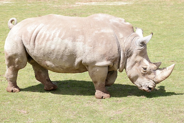 Rhinocéros marchant dans un pré