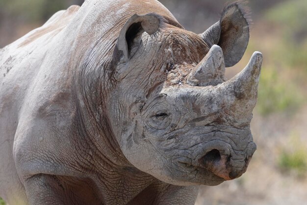 Un rhinocéros noir dans le parc national d'Etosha