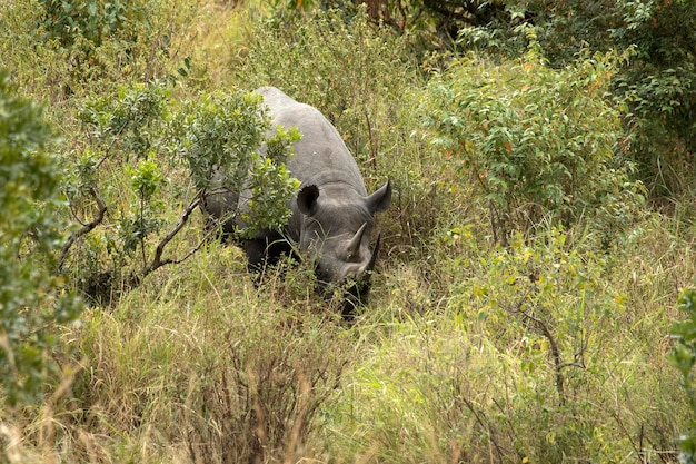 Rhinocéros noir dans une zone boisée d'un ruisseau dans la savane africaine avec les dernières lumières