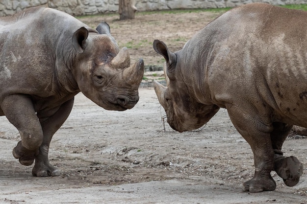 Rhinocéros noir de l'Est Diceros bicornis michaeli