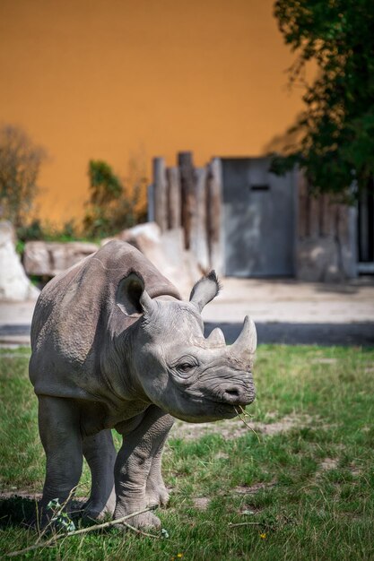 Le rhinocéros noir