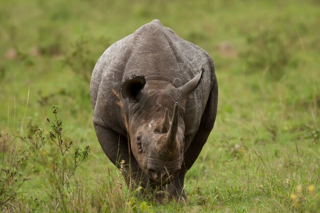 Rhinocéros noir