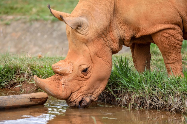 Un rhinocéros qui boit de l'eau au zoo.