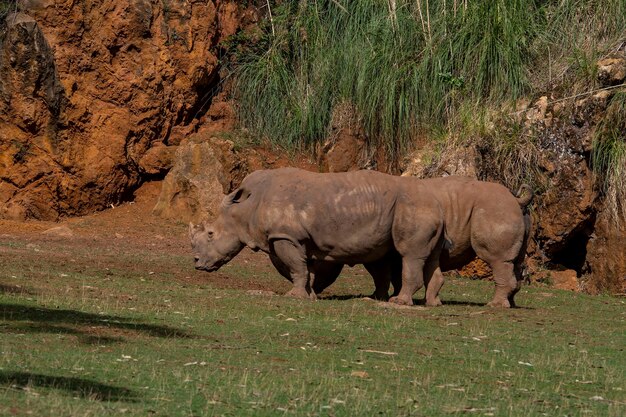 Rhinocéros - Rhinocérotidae. Ils sont une famille de mammifères placentaires.